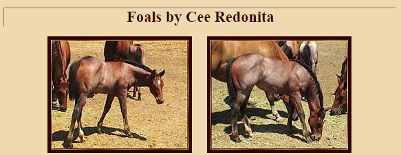 Cee Redonita - Quarter Horse Foal